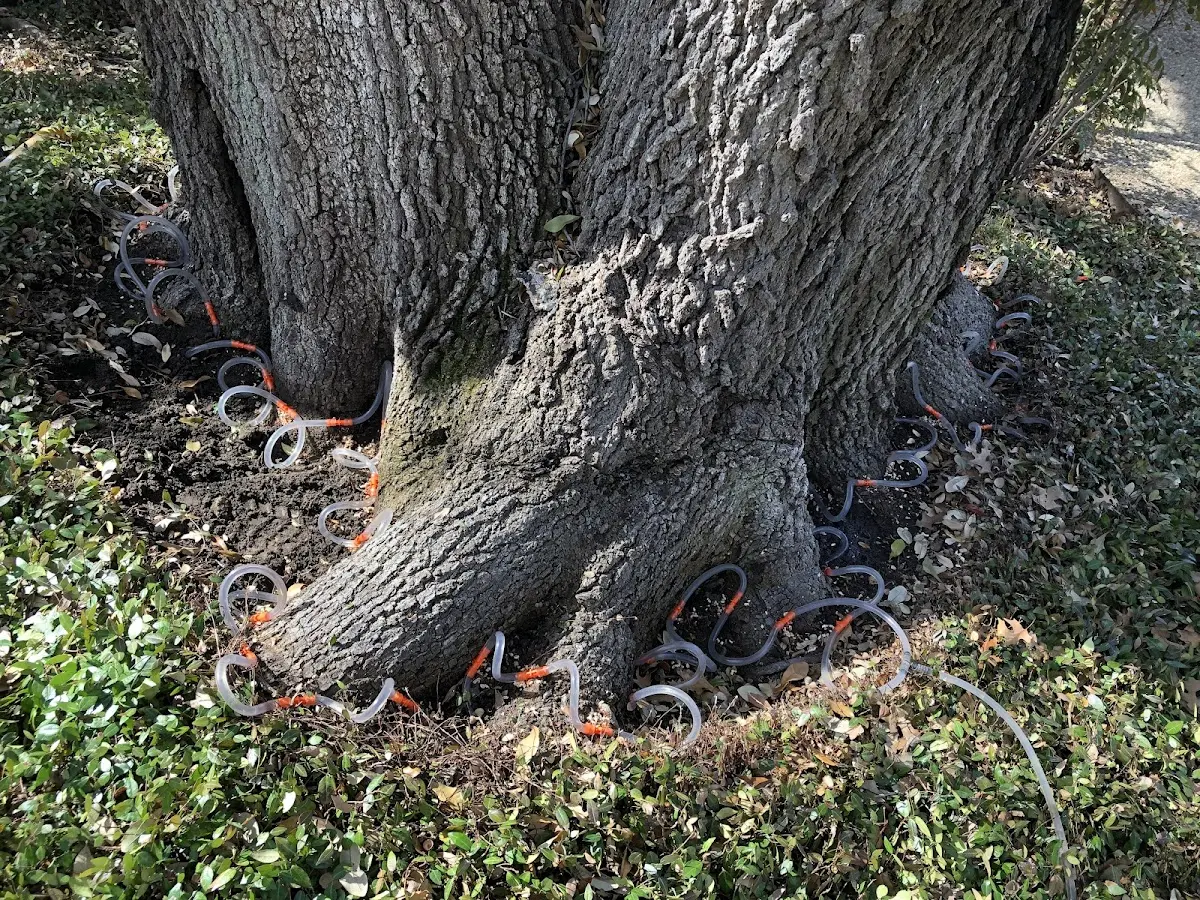 Detailed Tree Cabling and Bracing job site in Waterford