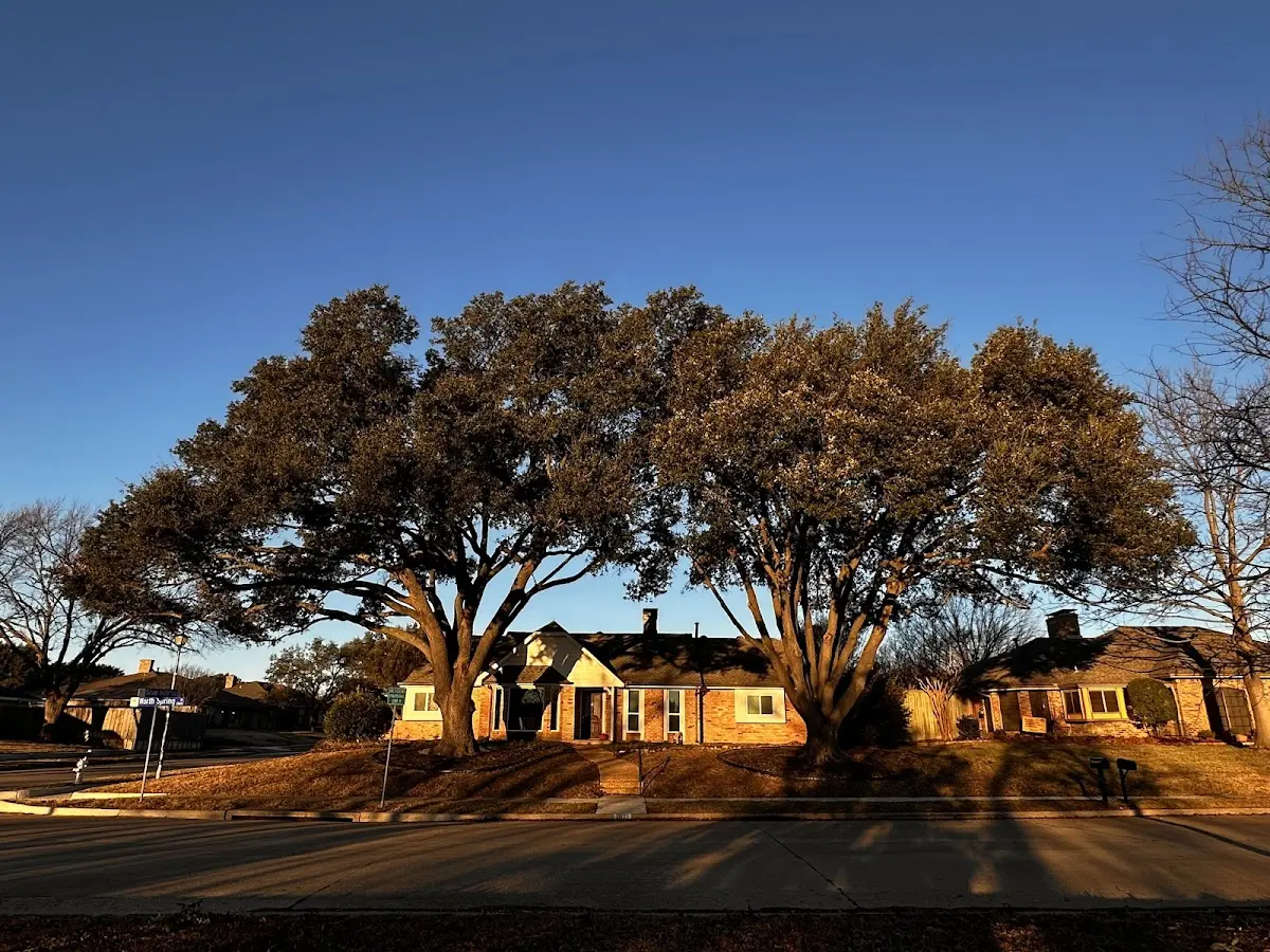 Established residential canopy tree shading a home in Waterford